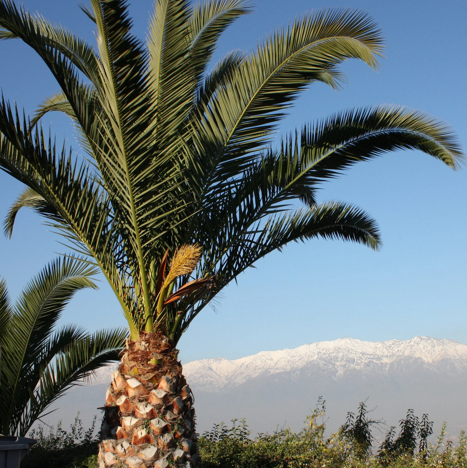 Jubaea chilensis ‘Wine Palm’ Oregon COLD HARDY