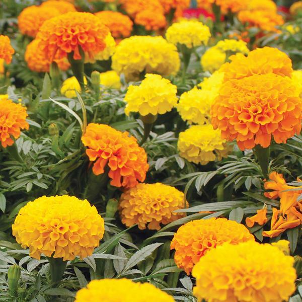 Marigold Seeds 150+ African Cracker Jack Mix Flower USA SELLER FREE SHIPPING