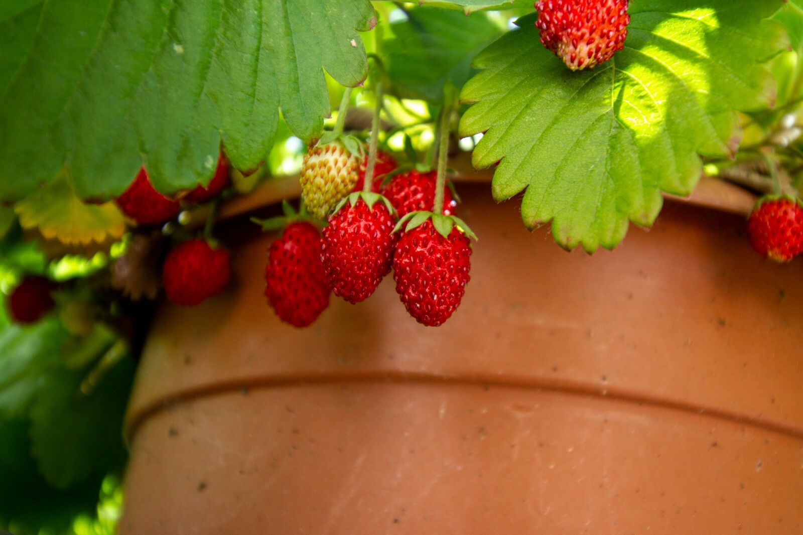 Alpine Strawberry Fragaria Vesca fast growing 100+ seeds Free Shipping!