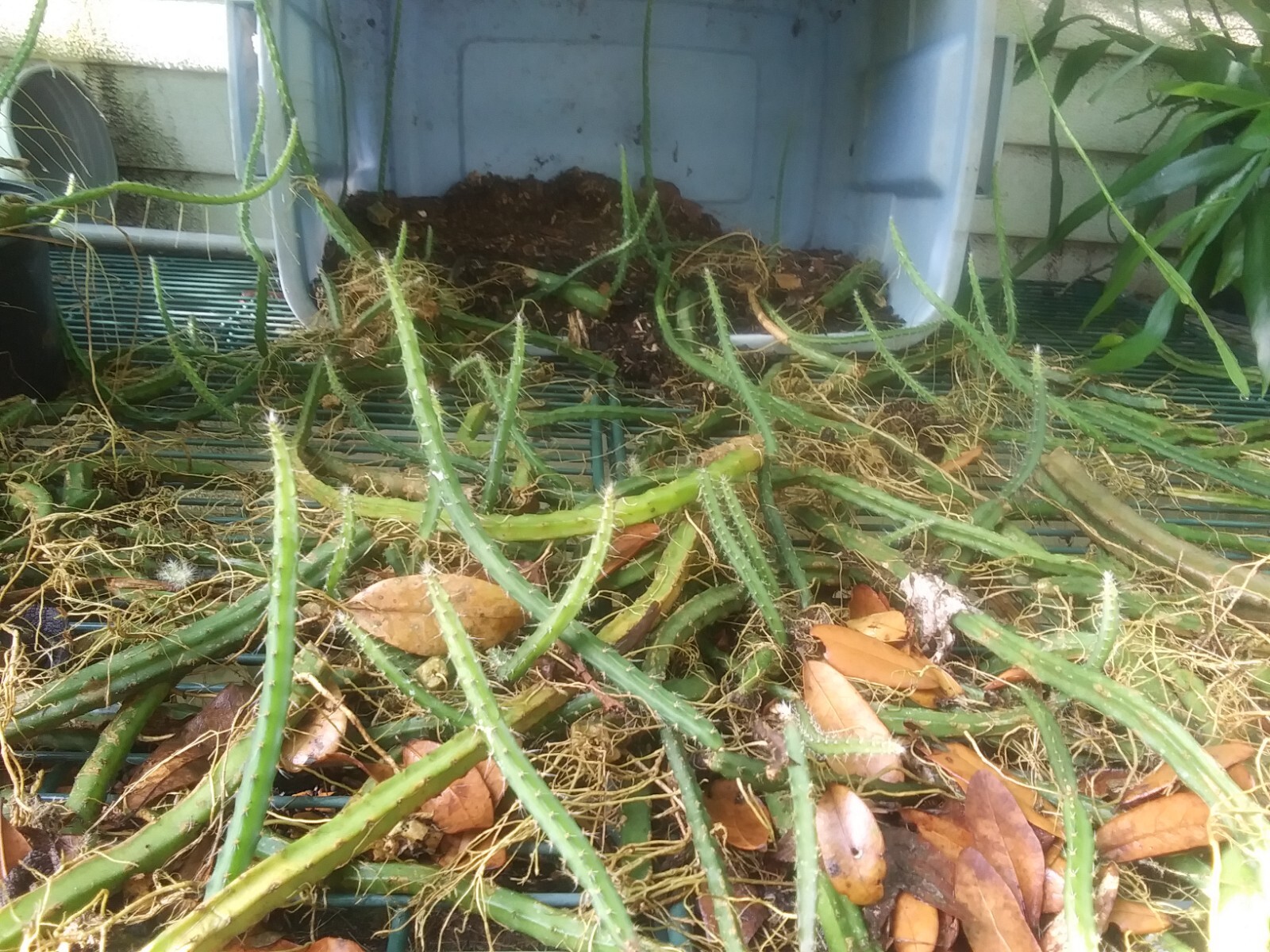 8 Night Blooming Cereus Cactus Rooted Healthy Cuttings!!! Very Easy to Grow