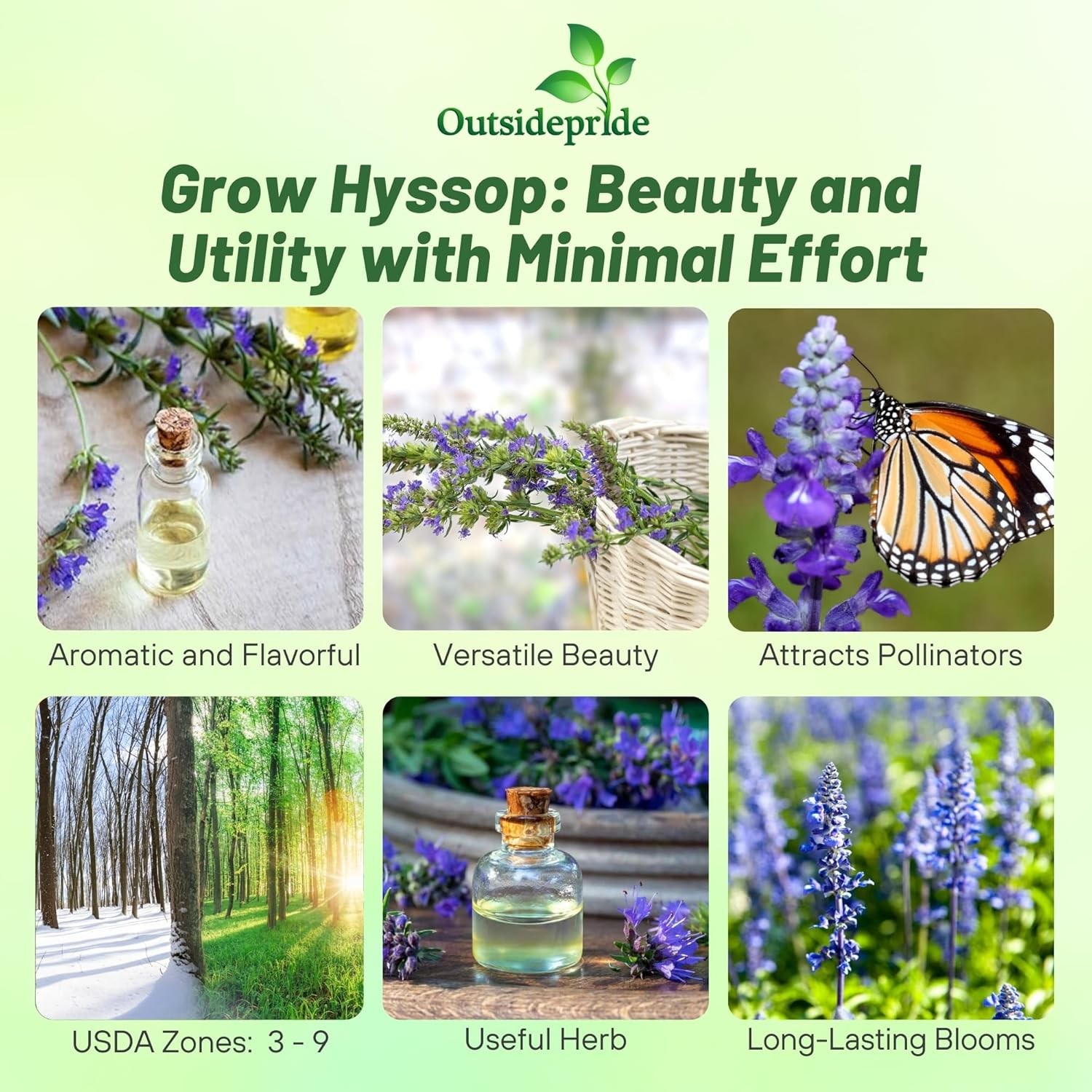 1000 Seeds Hyssop Seed – Blue Hyssopus Officinalis Herb Seeds