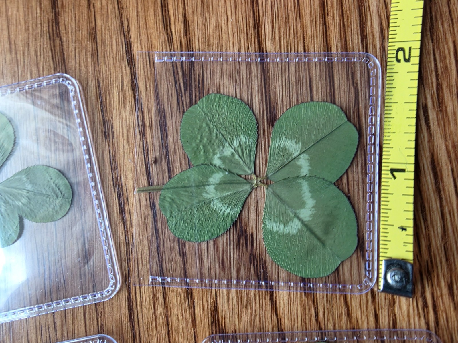 🍀RARE REAL 4 Leaf Clover 🍀 Hand picked – GREAT Gift -REAL – LUCKY 🤩