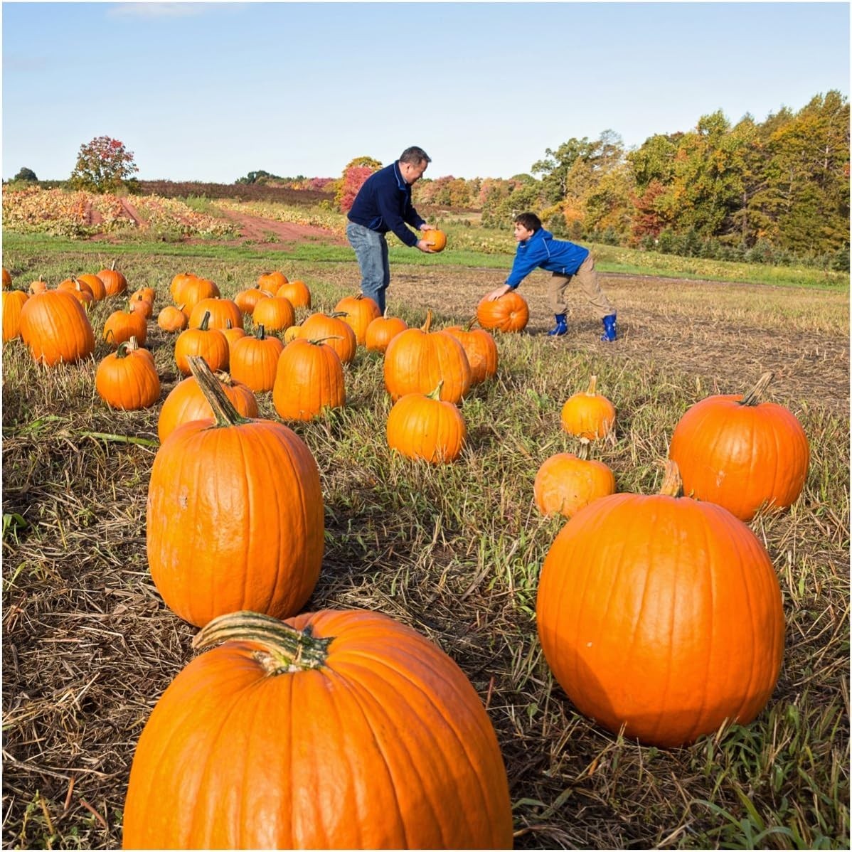 Connecticut Field Pumpkin 200+ Seeds for Planting 1 Ounce Cucurbita Pepo