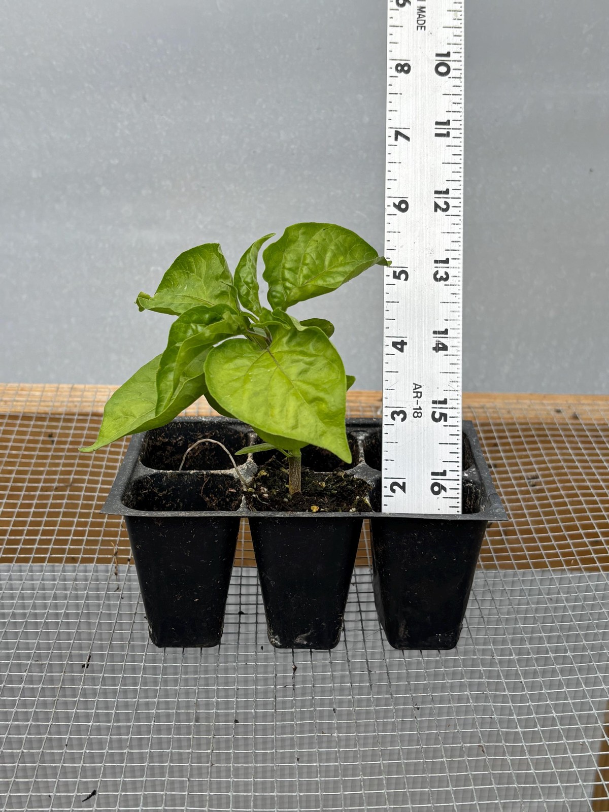 Cayenne Pepper Live Plants – Seedlings/Plugs- 3″- 6″ tall – 30-50 days old