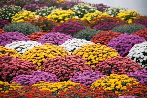 500+ Mixed Color Chrysanthemum Seeds for Planting – Hardy Garden Flower Seeds