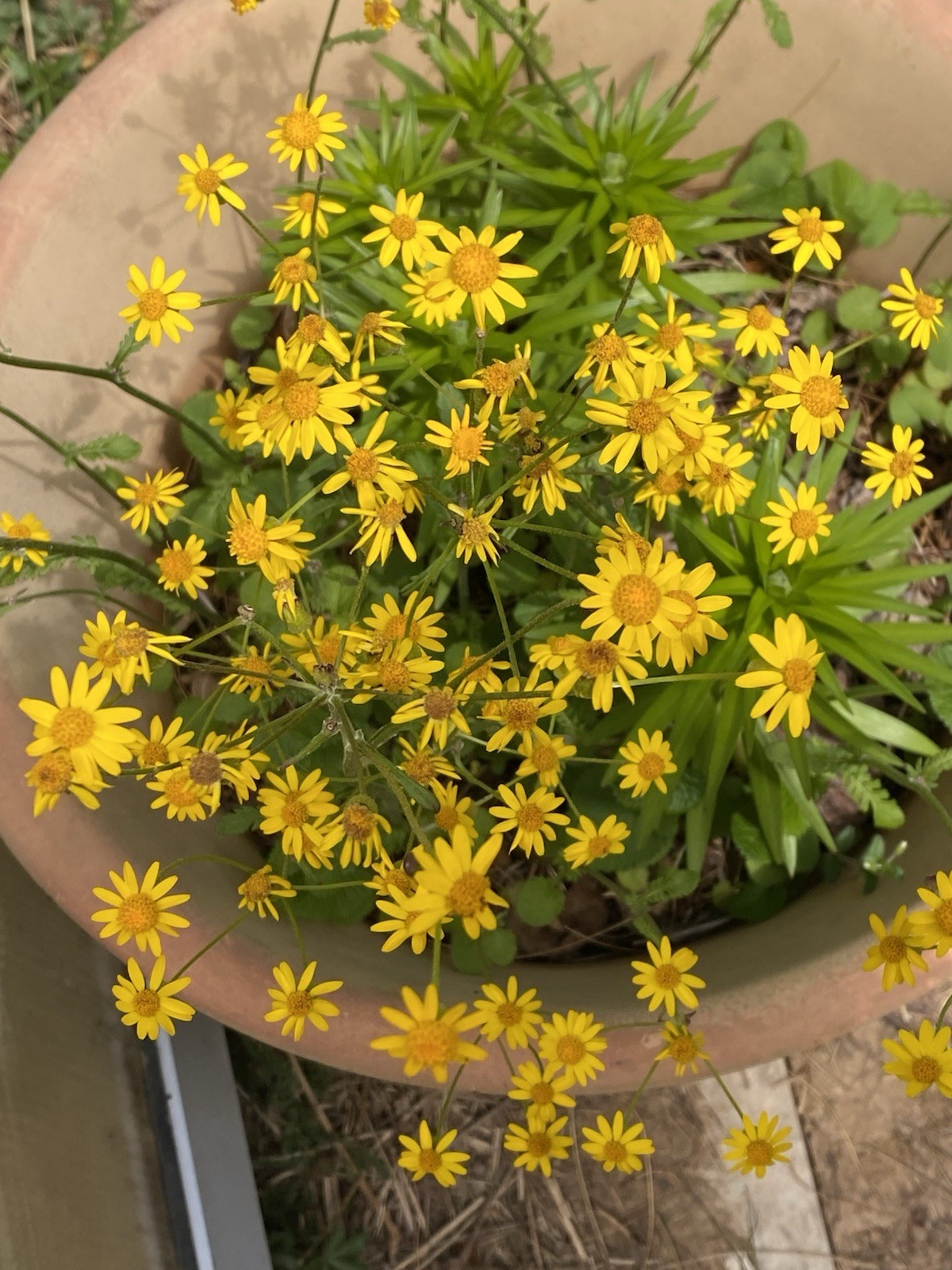 7 Plant Roots Of Golden ragwort (Packera aurea) medicinal, perennial A Beauty