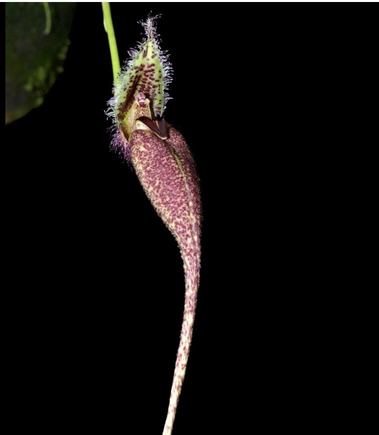 Bulbophyllum fascinator corazonae In Spike Large Flower Orchid Species