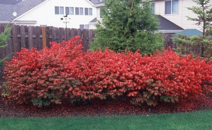 Dwarf Burning Bush plant 4″ pot Hardy Shrub (Euonymus alatus)