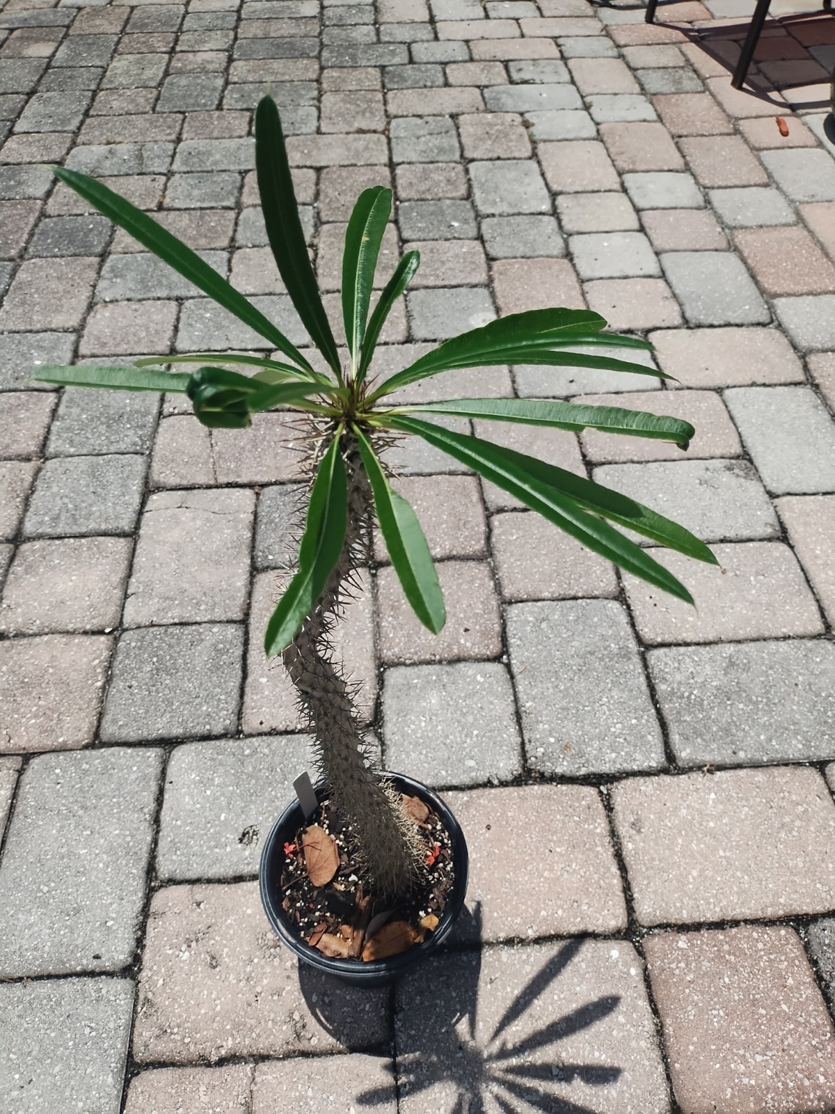 Pachypodium lamerei ‘Madagascar Palm, 25 Inches Tall. Plant #2