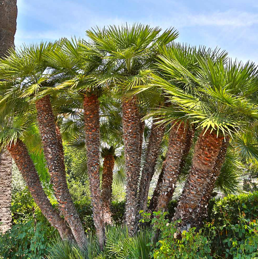 Live European Palm Tree – 3 Gal – Tropical Ornamental Palm for Garden & Patio