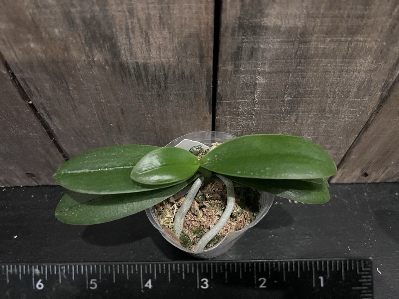 Phal. Yaphon Star Diamond ‘AN6601’, Blooming Size, FREE Shipping