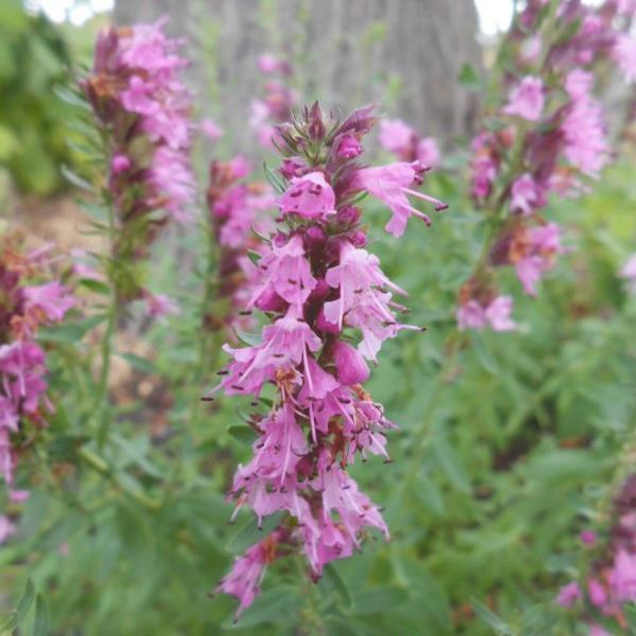 NECTAR ROSE HYSSOPUS HERB PERENNIAL 500 SEEDS