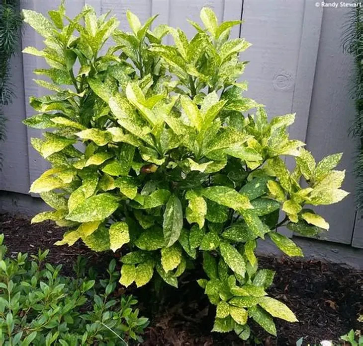 6 Aucuba Japonica Golden Dust Gold-dust in small pots beautiful evergreen bush