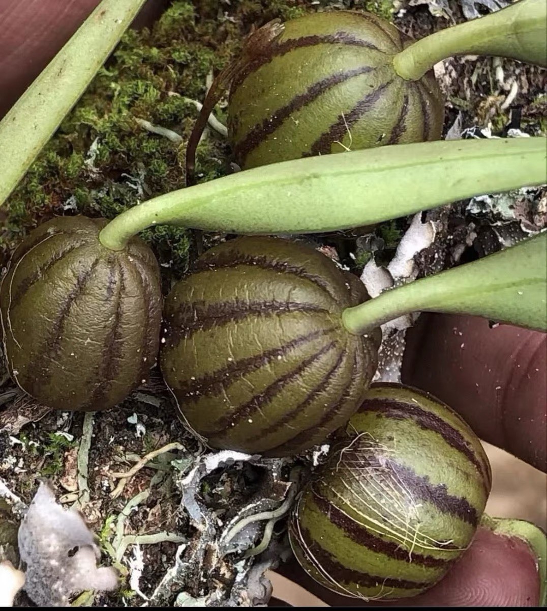 Bulbophyllum refractum Rare Miniature Species Orchid Established Plant