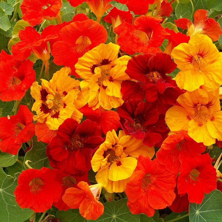 Nasturtium Dwarf Jewel Mix Seeds 30 Ct Tropaeolum Flower Edible ANNUAL FREE S&H