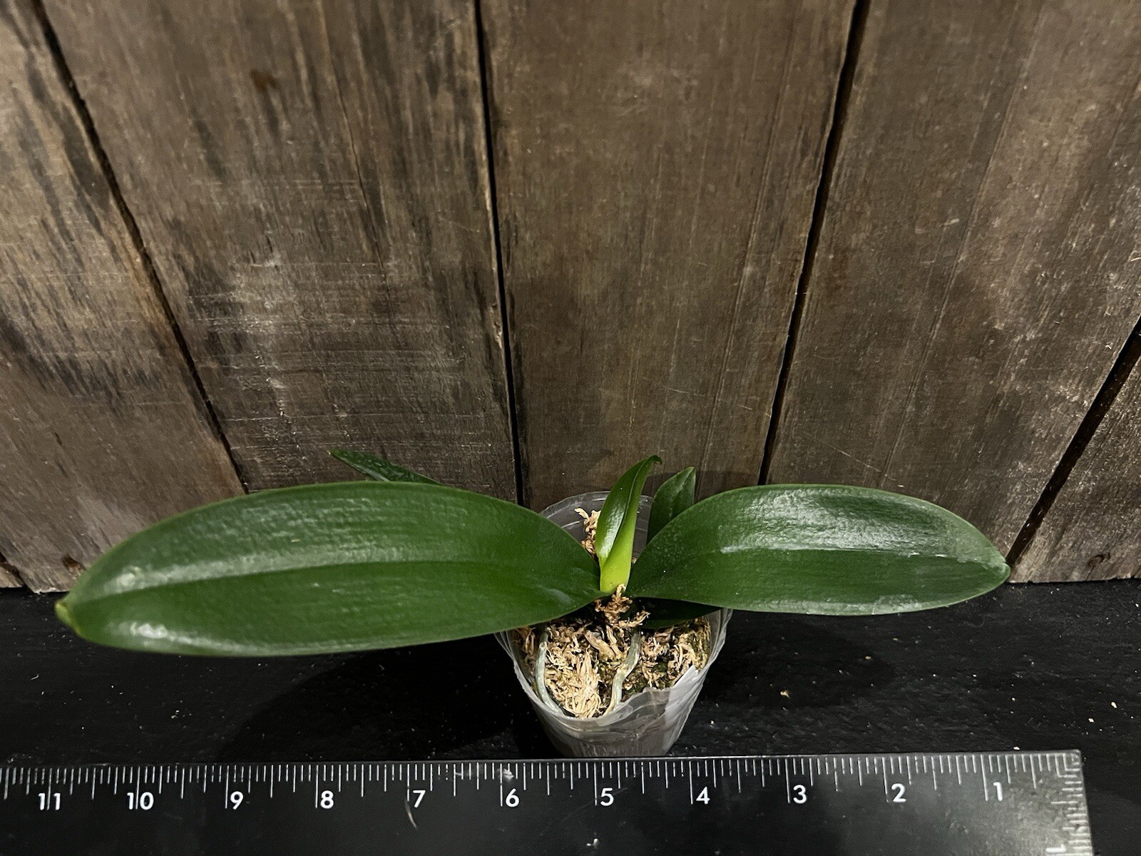 Phal. Chi Yueh Yellow Chameleon, Mature Size, FREE Shipping