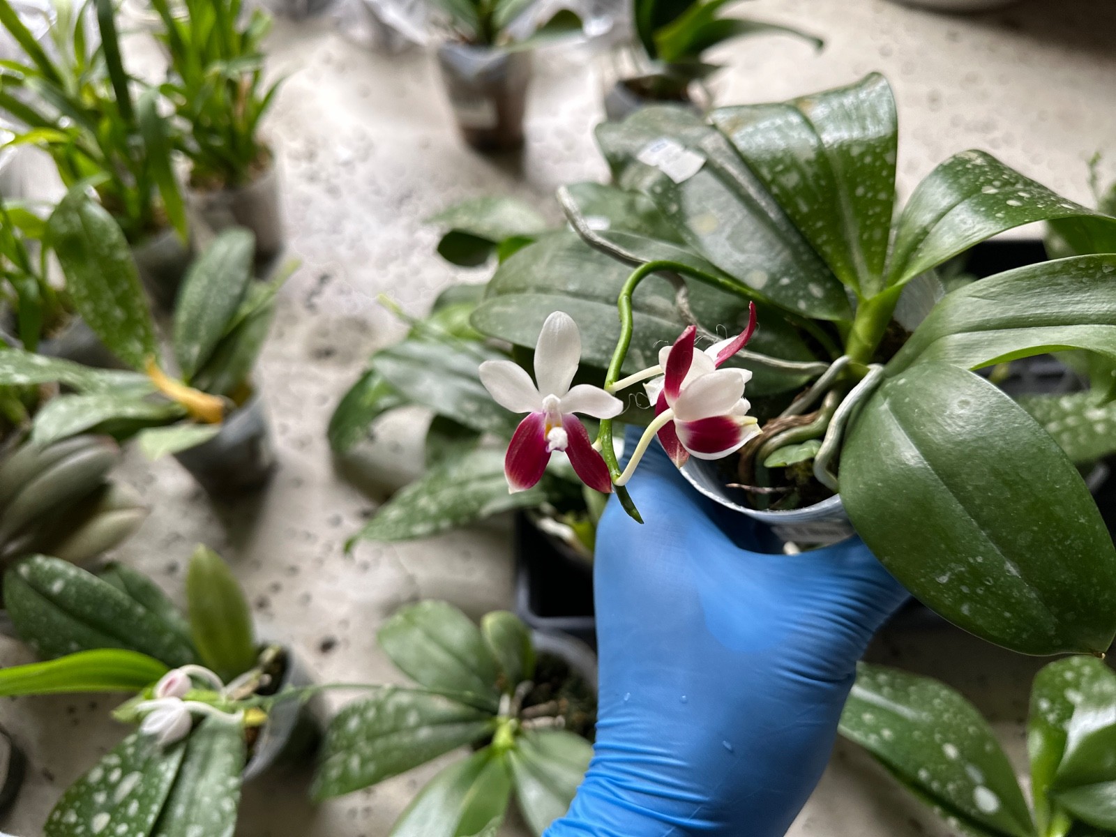 Phalaenopsis tetraspis ‘C2’ [IN SPIKE] [Fragrant]