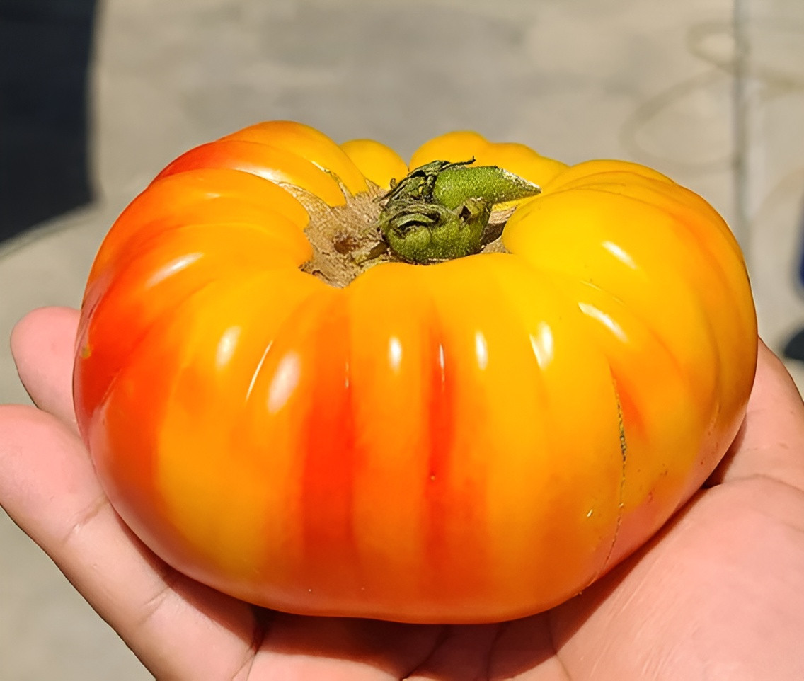 100 Heirloom Pineapple Tomato Seeds Huge 1-2lb Bi-Colored Sweet Indeterminate