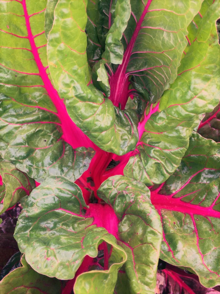 Pink Lipstick Swiss Chard Seeds | Beet Kale Spinach Garden Vegetable Seed 2024
