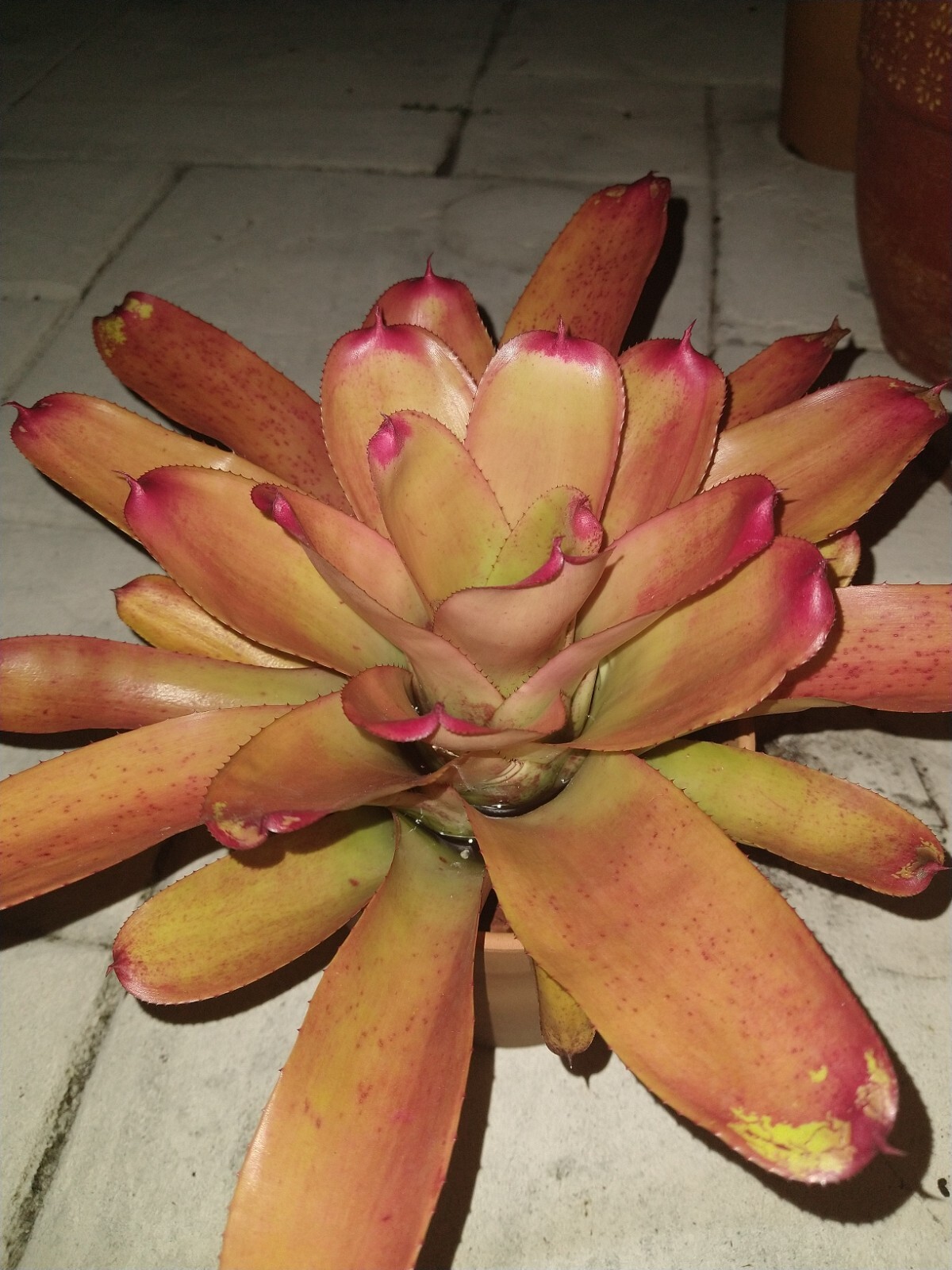 Neoregelia MANDARINA Bromeliad one tropical plant *MEDIUM*