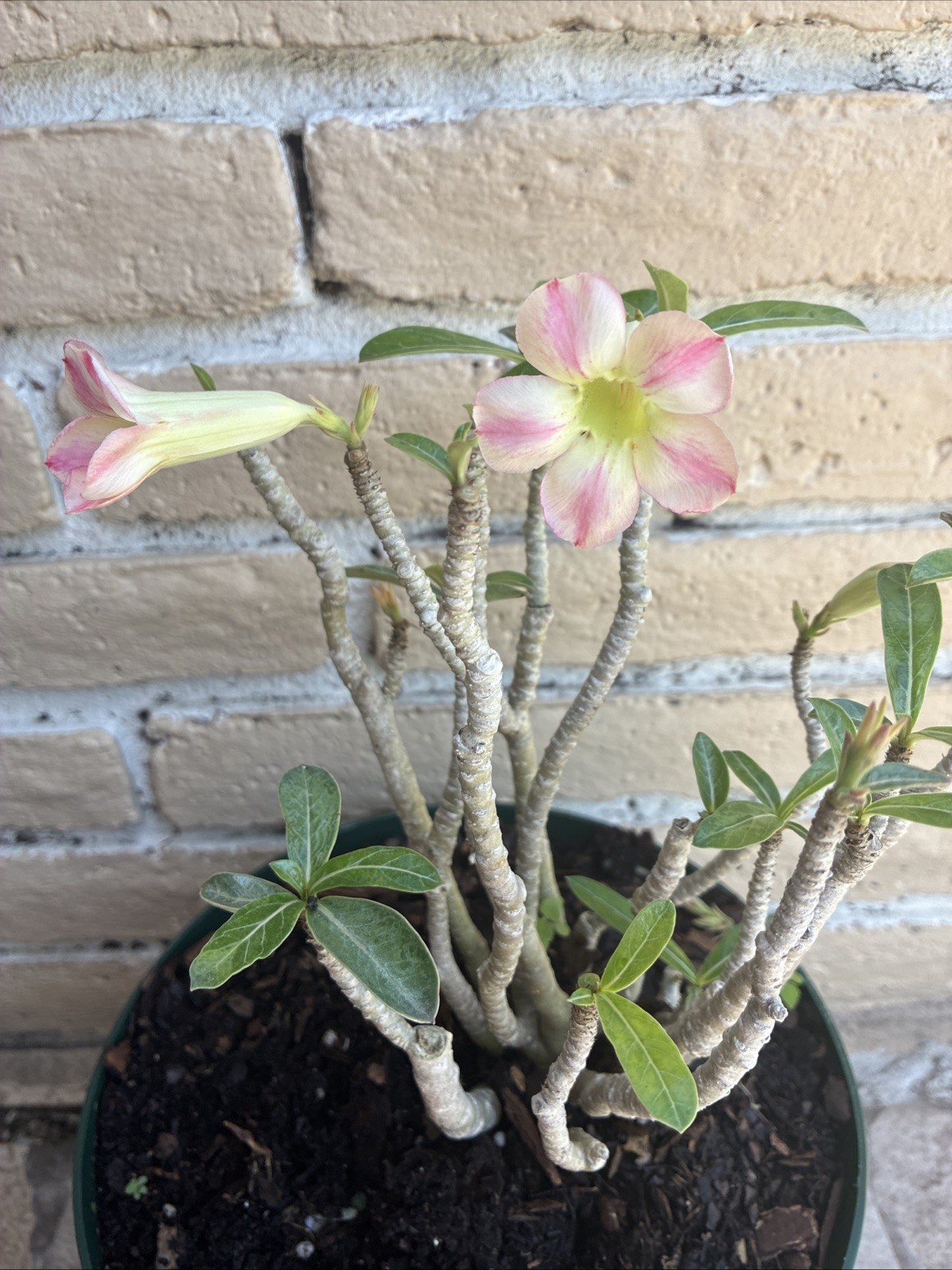 Desert Roses pink striped beautiful exotic flowering tree
