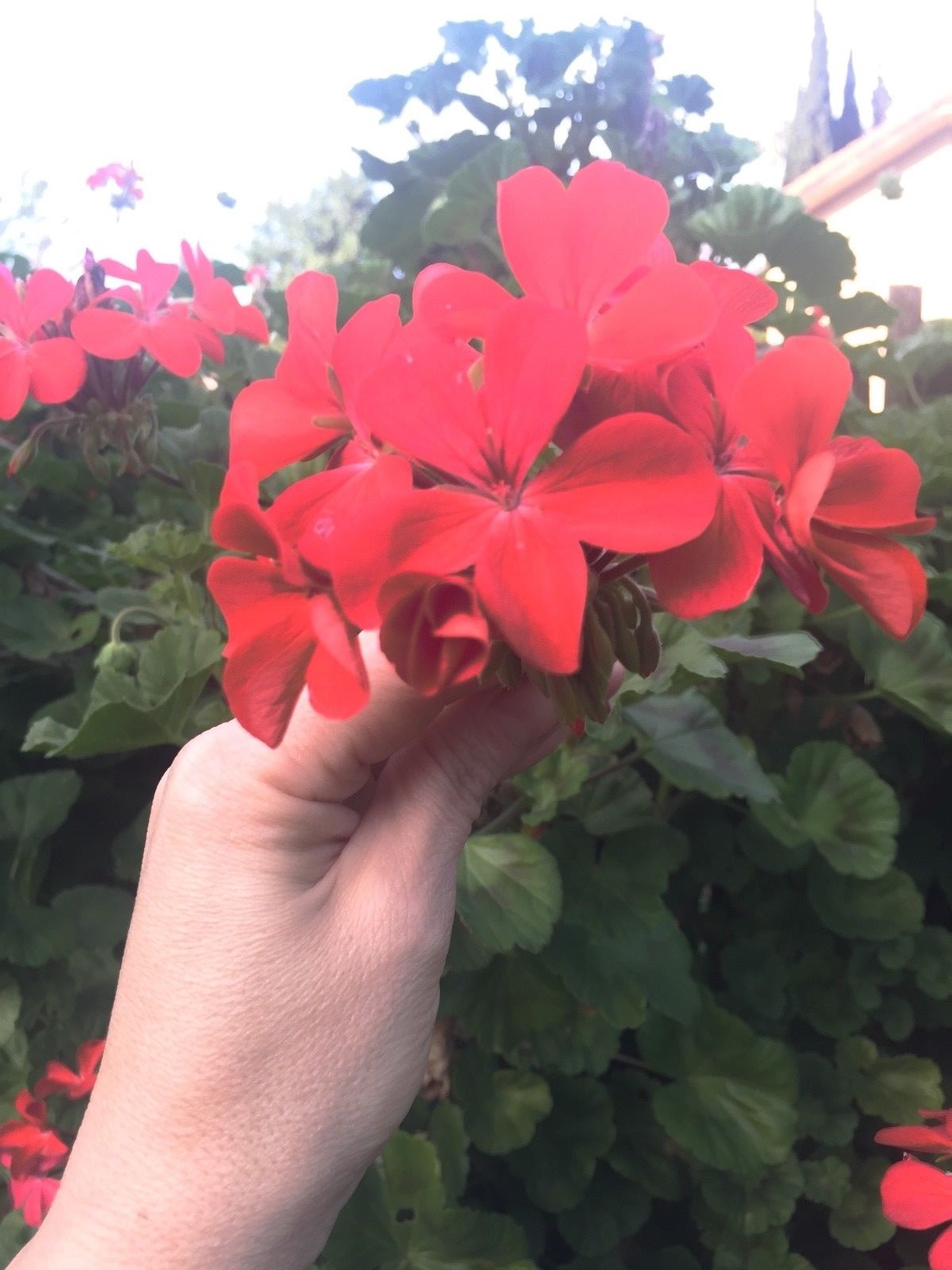 ORANGE RED PELARGONIUM ZONAL GERANIUM FRESH LIVE PLANT 5 X 6″ STARTER CUTTINGS