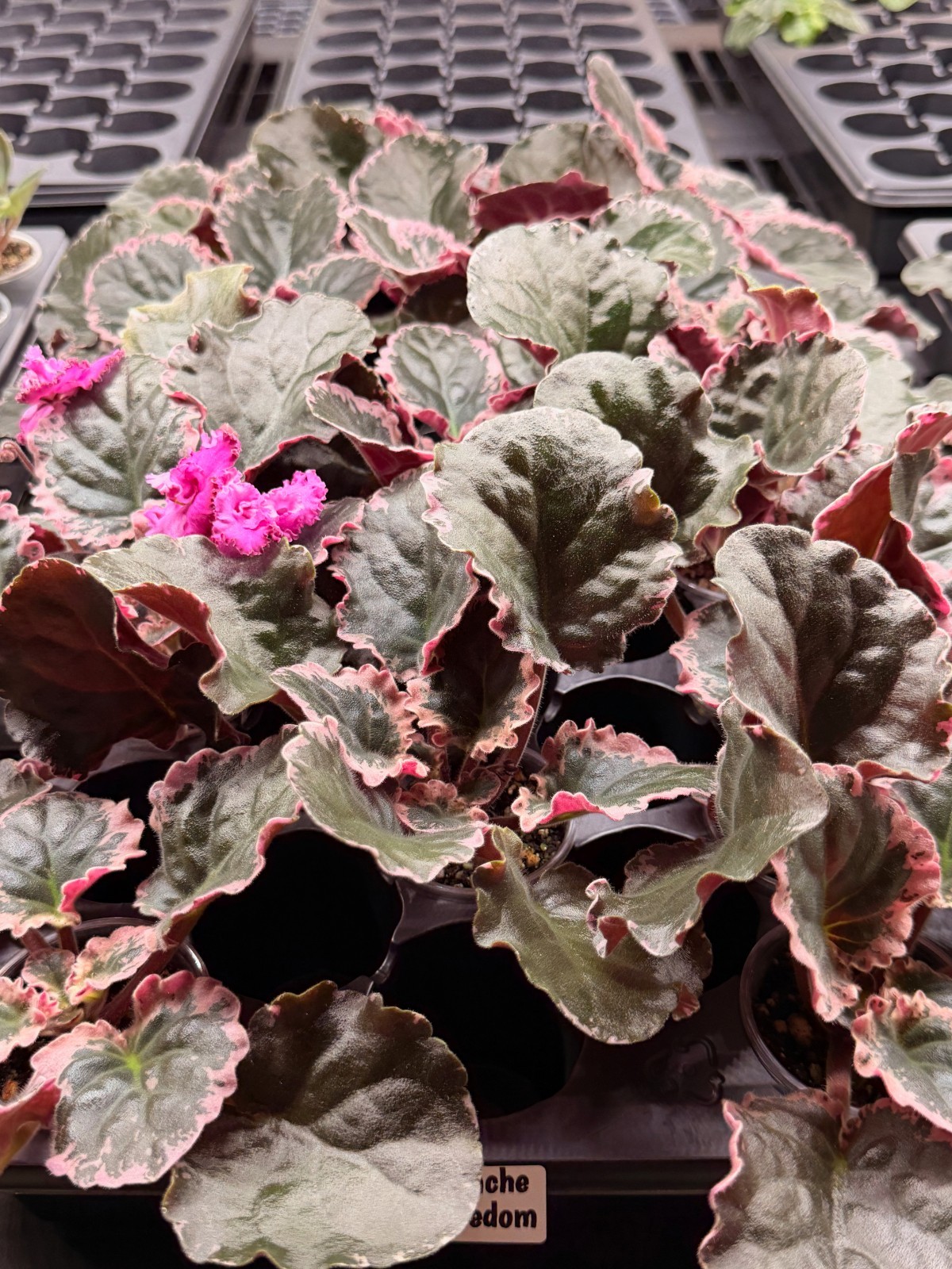 African Violet Plant Apache Freedom Large / Big Starter Standard