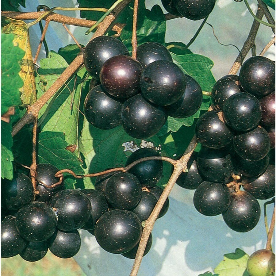 Vitis – ‘Southern Home’ – Muscadine Hybrid Grape