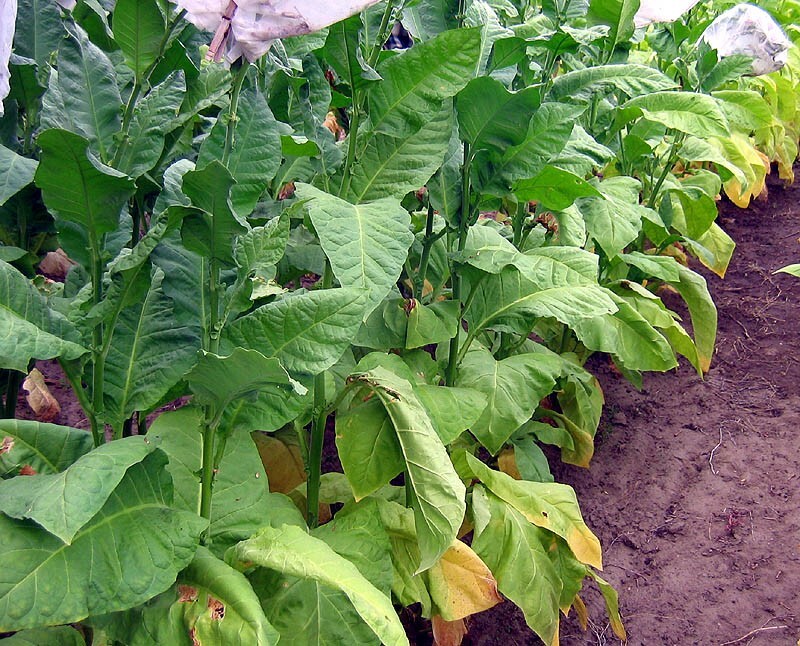 1000 Ainaro Tobacco Seeds ~ Dark Sun Cured Heirloom Non-GMO Nicotiana Tabacum