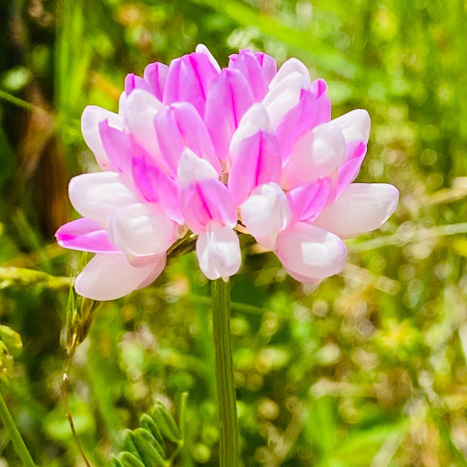 Bad Apples DOT Grade Crown Vetch Seed Bombs 49 STATE LEGAL! For Extreme Erosion!