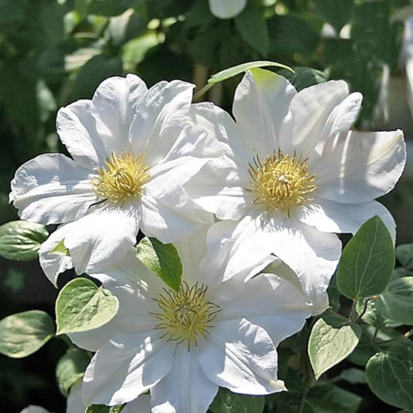 Live Tracy Lee Clematis Vine Plant – 2.5″ Pot – Compact White-Flowering Vine