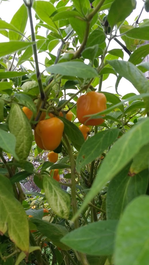 Manzano Pepper Seeds ORANGE (24 seeds per packet) free shipping