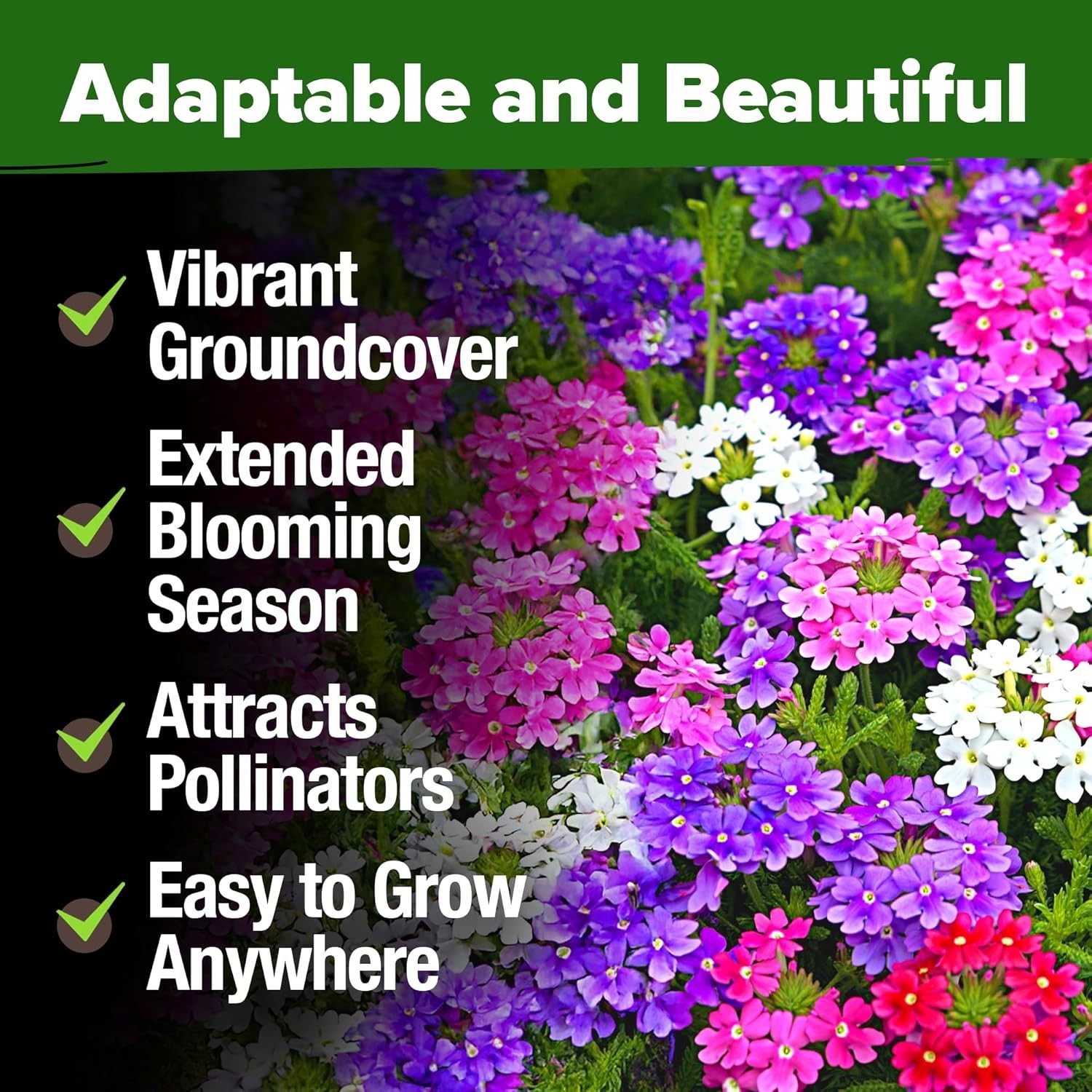 Heat-Tolerant Verbena Tenuisecta – Erosion Control & Stunning Full Sun Blooms
