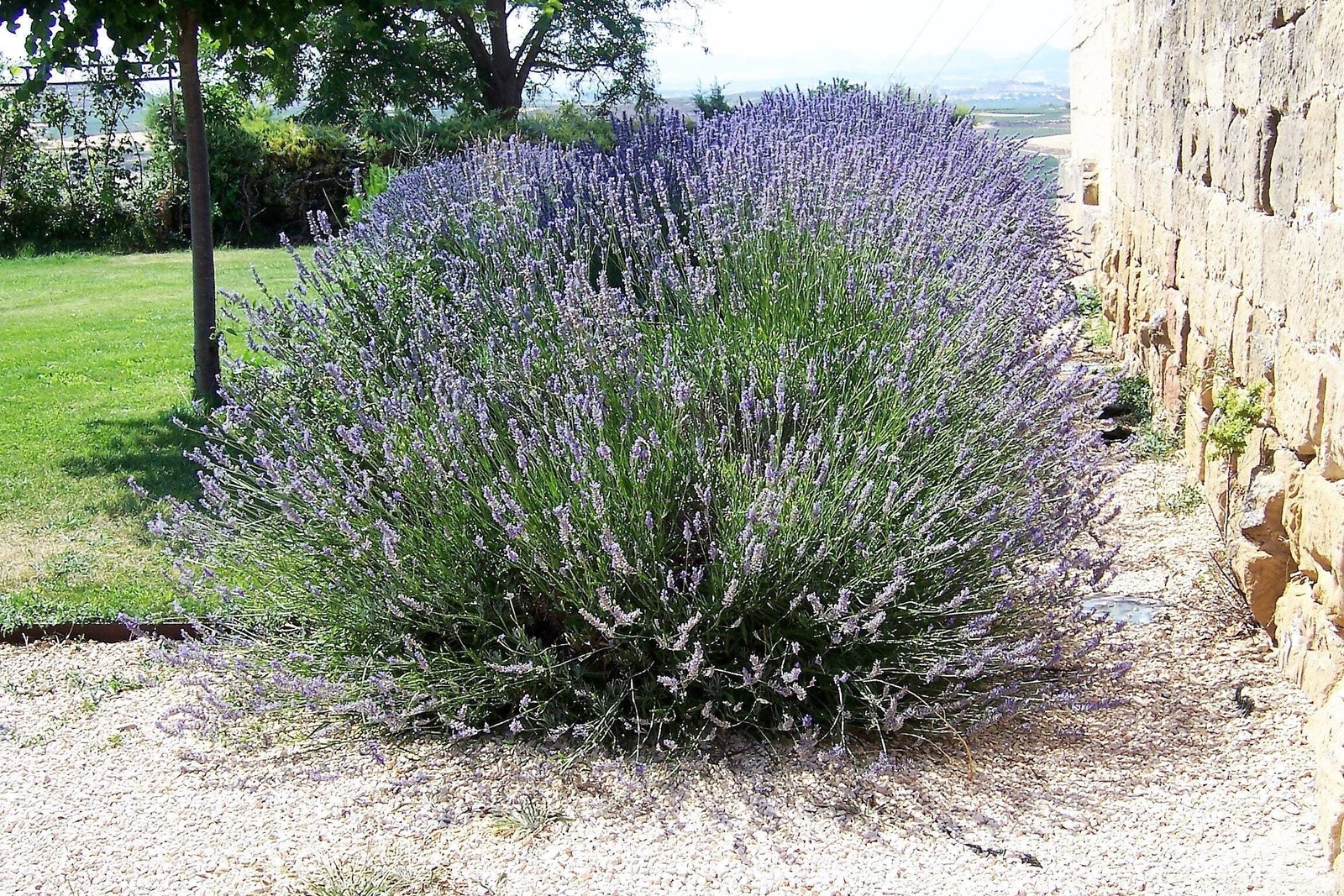 150 Portuguese SPIKE LAVENDER Lavandula Latifolia Blue Purple Flower Herb Seeds