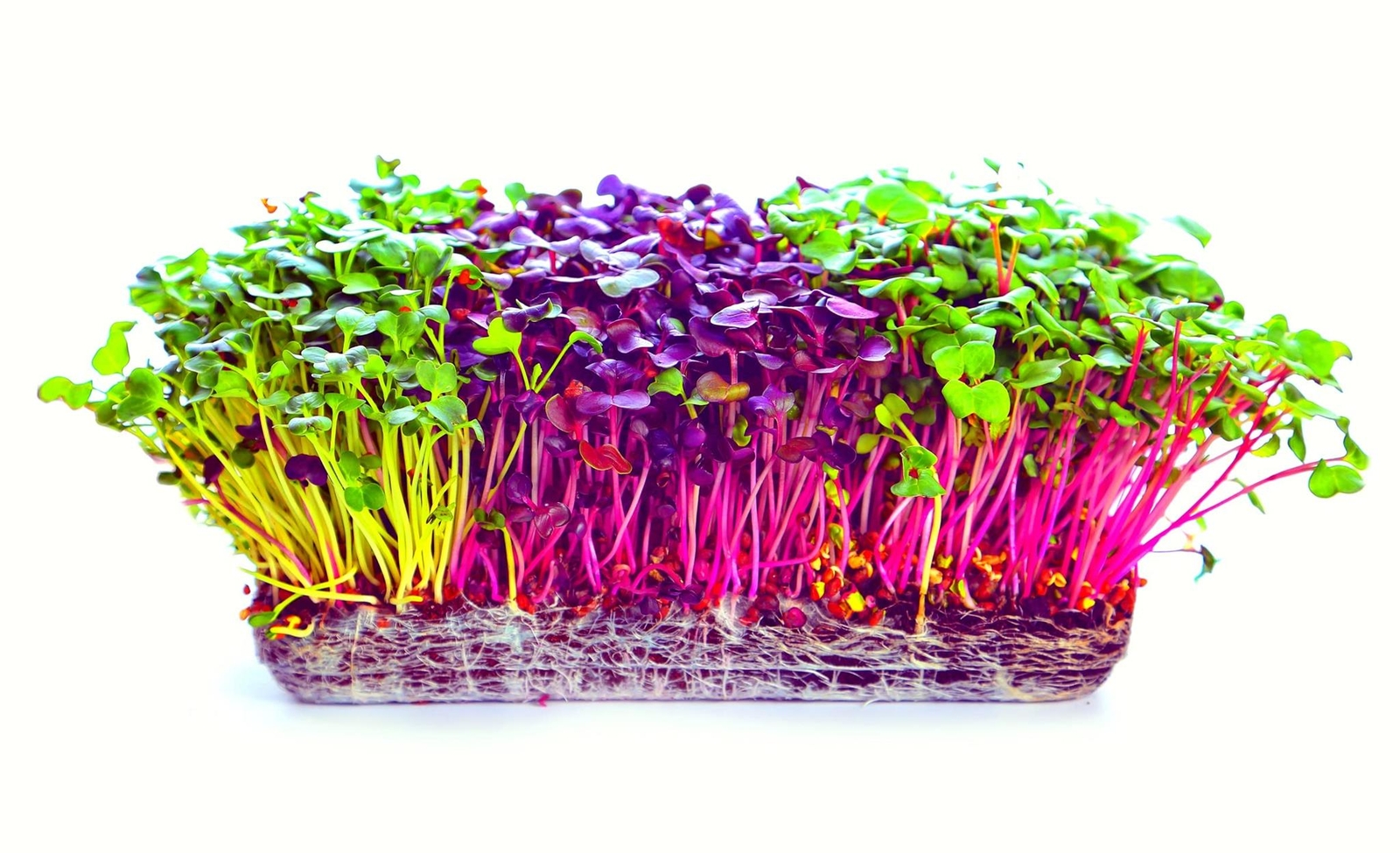 Alfalfa Microgreens Seed (250 Seeds) Easy and Fast Growing, Very Healthy Microgr