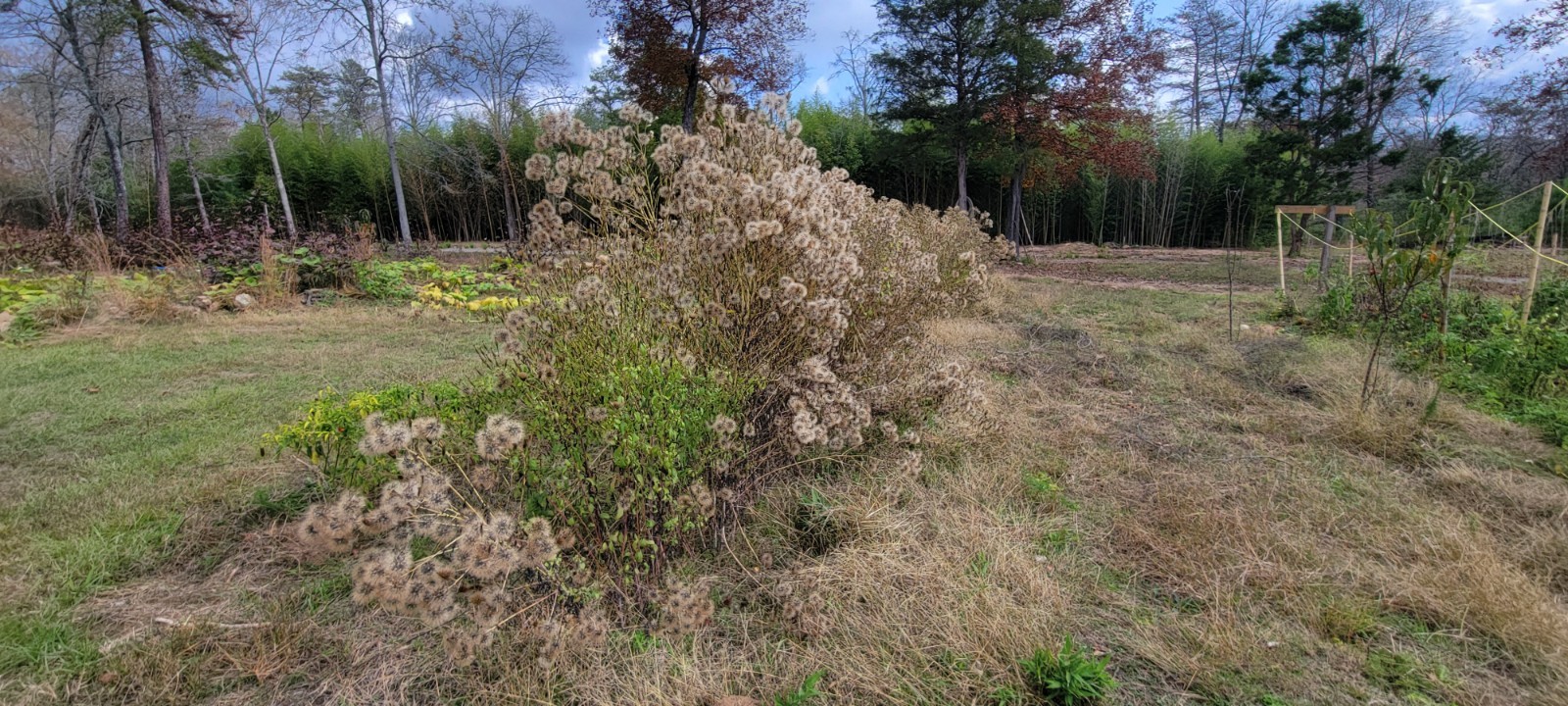 Papalo Quelite-pipicha – Chepiche–Porophyllum linaria–200 Seeds