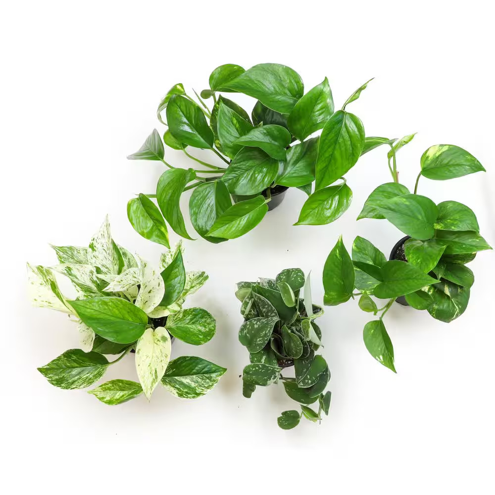 Easy Air Purifying Pothos Plants Live Indoor Houseplants Variety Pack, 4.25 In.