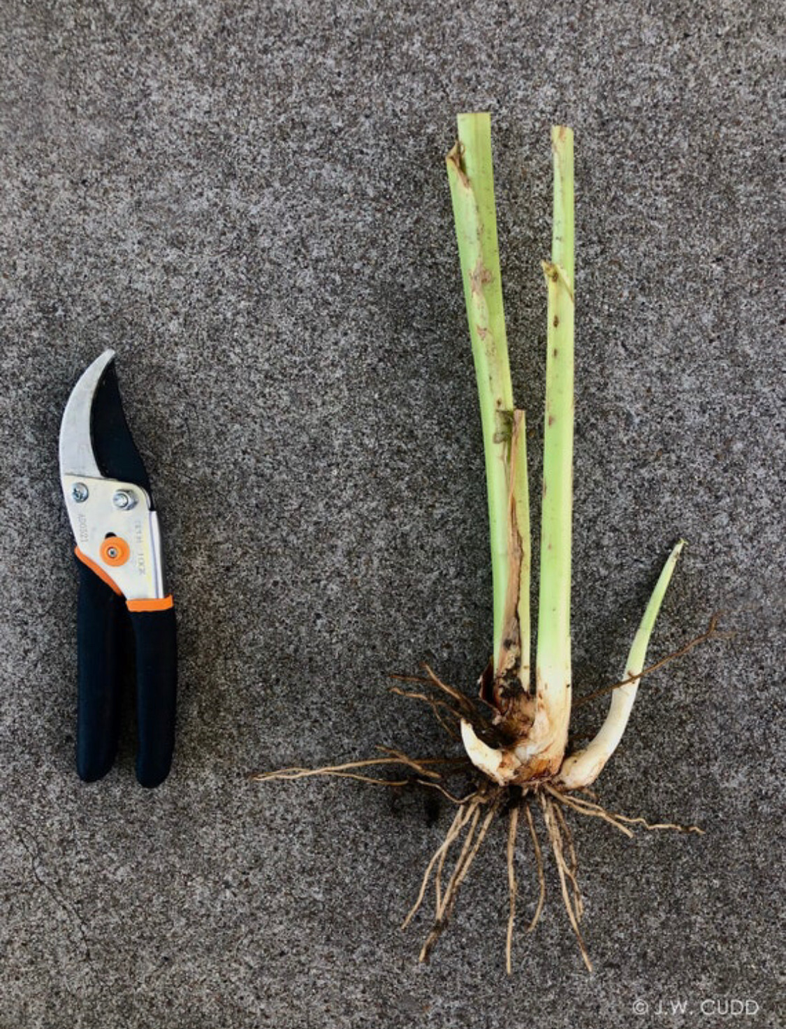 Canna Lily Rhizome, Angel (Gas Mask Exclusive). (Gold, Pink, Orange Flower.)