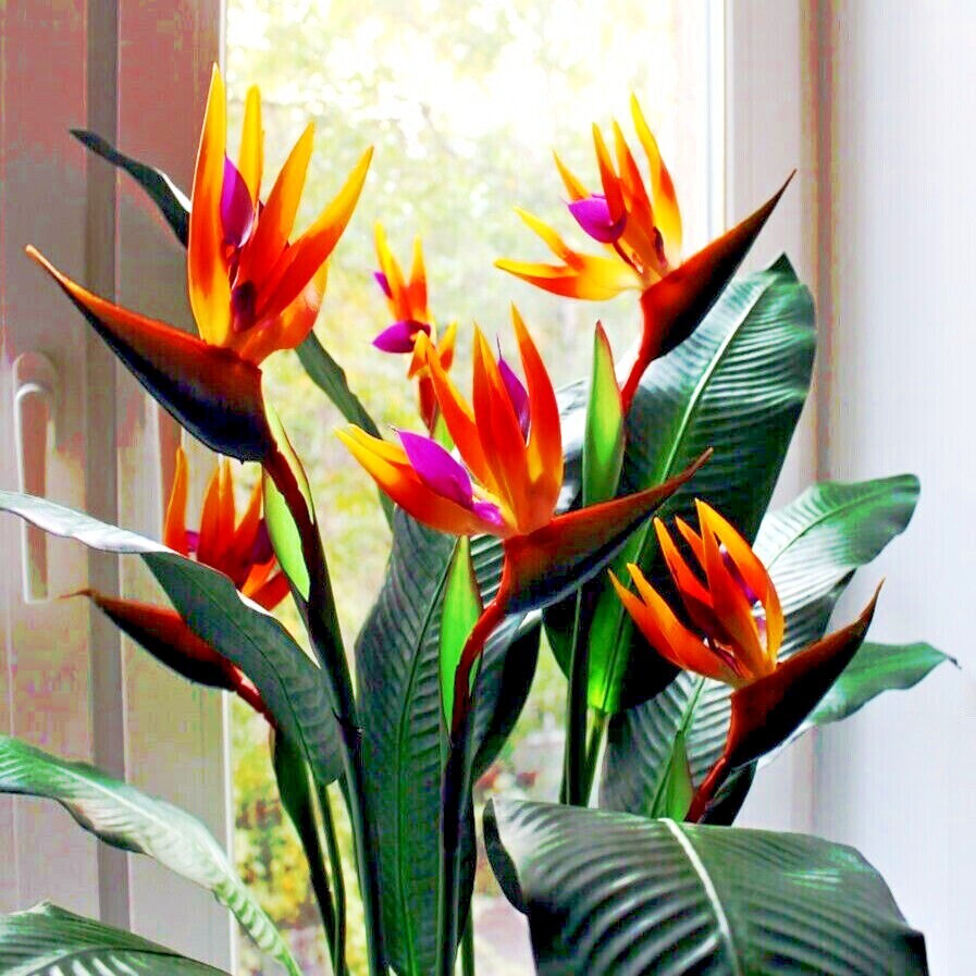 ORANGE BIRD of PARADISE SEEDS (Strelitzia reginae) Tropical Crane Flower Plant