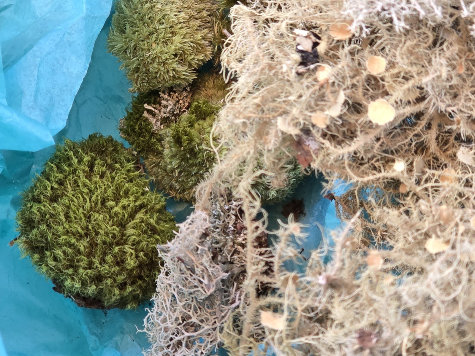 1 oz Mix Species North Carolina Wild Foraged Dried Lichen Specimen Pieces No Dye