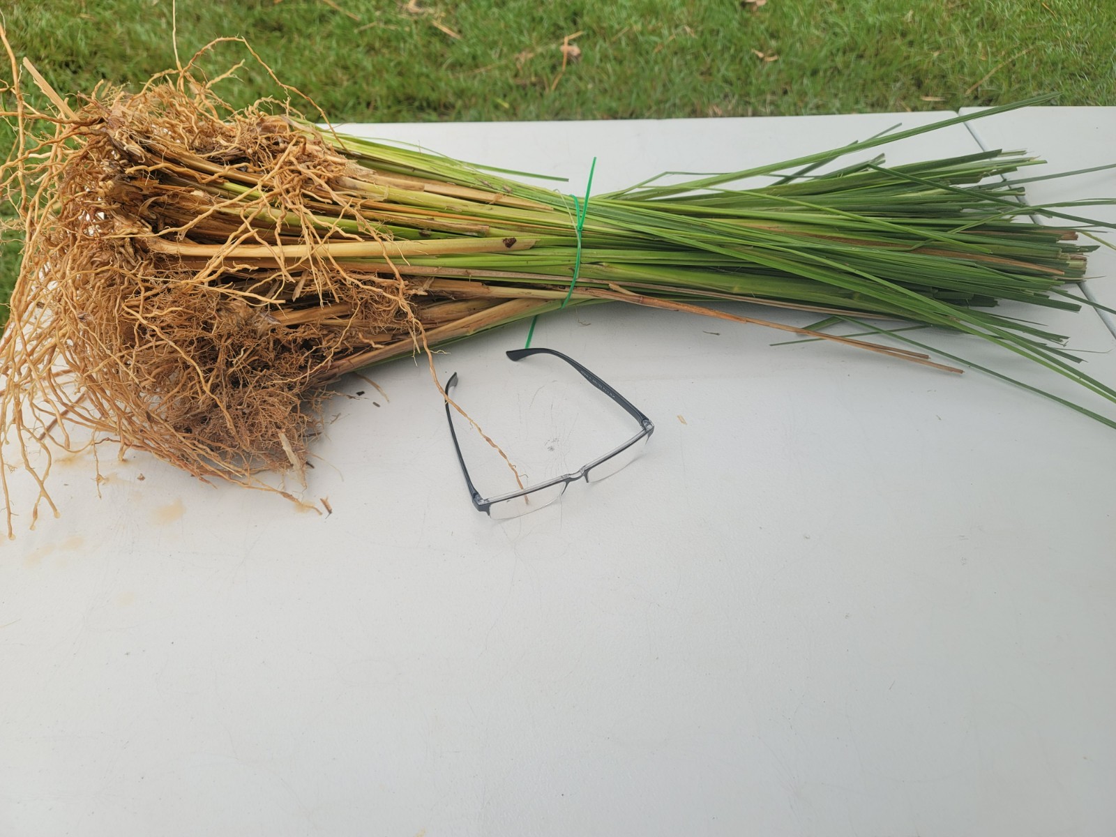 Vetiver live plant for EROSION CONTROL 25 pcs combo