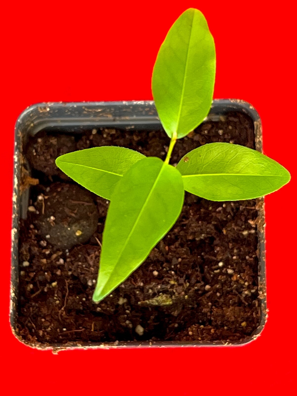 Fingersop Meiogyne cylindrocarpa Red Paipai Fruit Tropical Tree Plant RARE