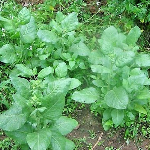 Mohawk Heirloom Nicotiana Rustica Tobacco Seeds – Sacred Ceremonial Mapacho