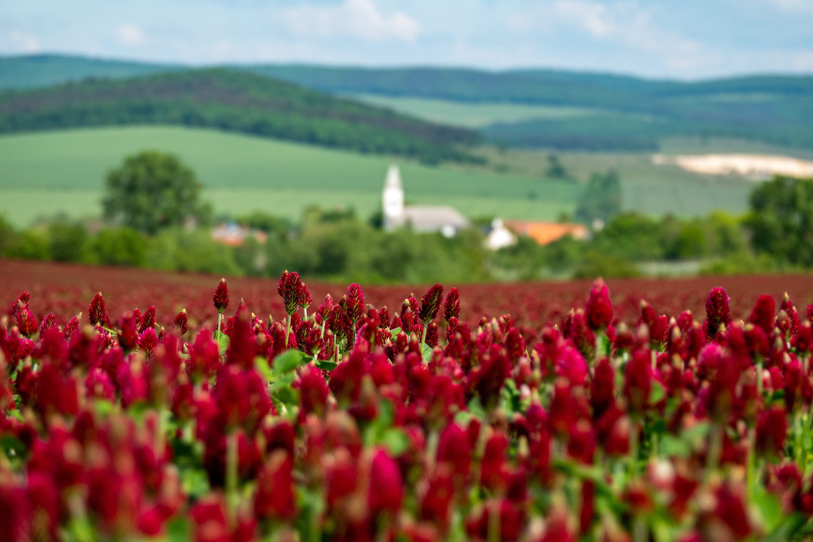 3000 CRIMSON CLOVER Carnation, French, Italian Trifolium Incarnatum Flower Seeds