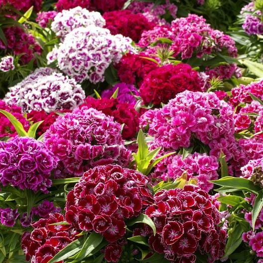 Wildflower Mix SHADE with Perennials 16 Species Pollinators Non-GMO 500+ Seeds
