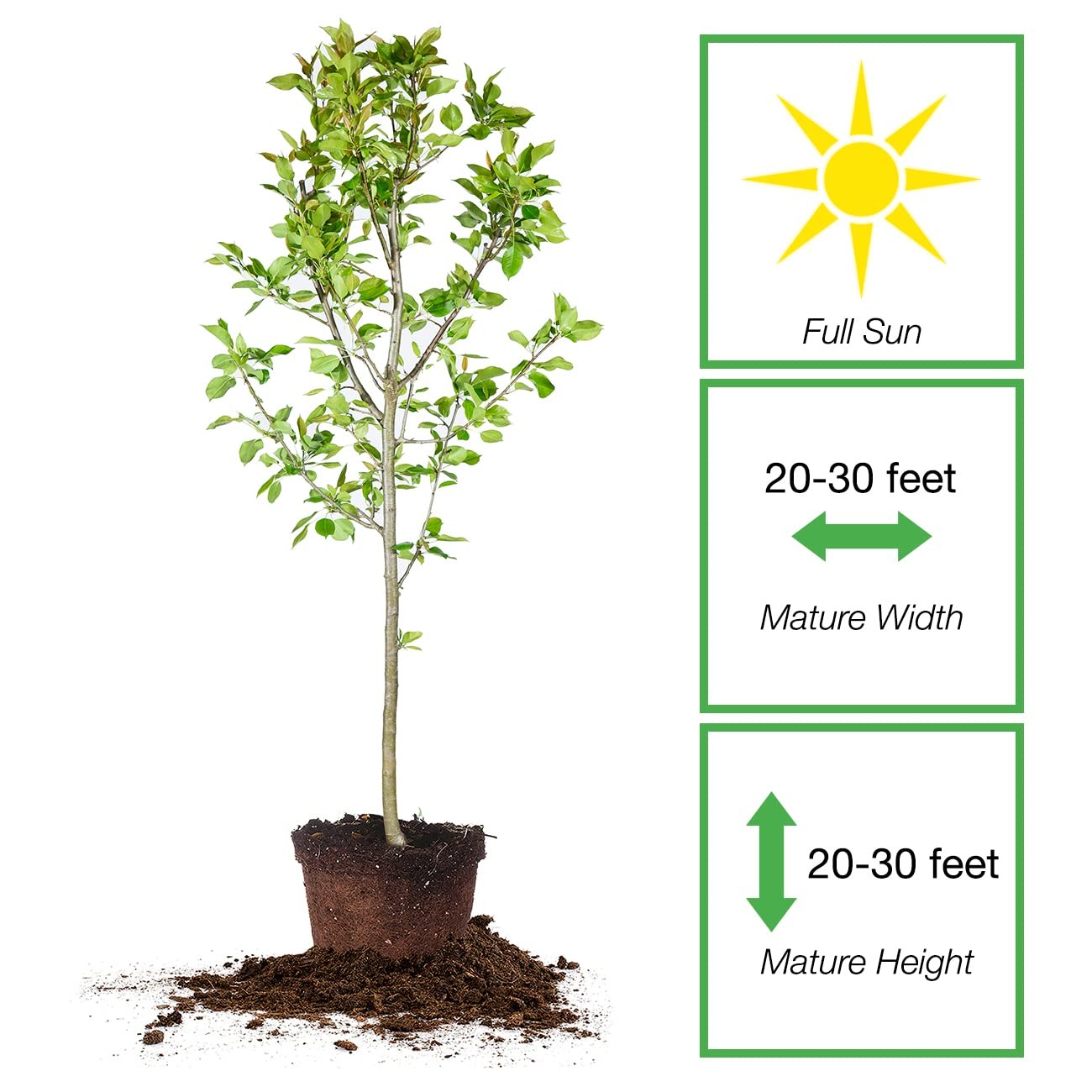Orient Pear Tree 4-5 Feet | Live Outdoor Plant for Real Fruit | Heavy Fruit P…