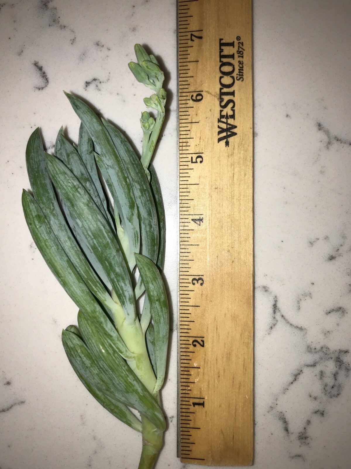 9X Senecio Mandraliscae Blue Chalk Sticks Live Succulent Plant Cuttings 5″ Long