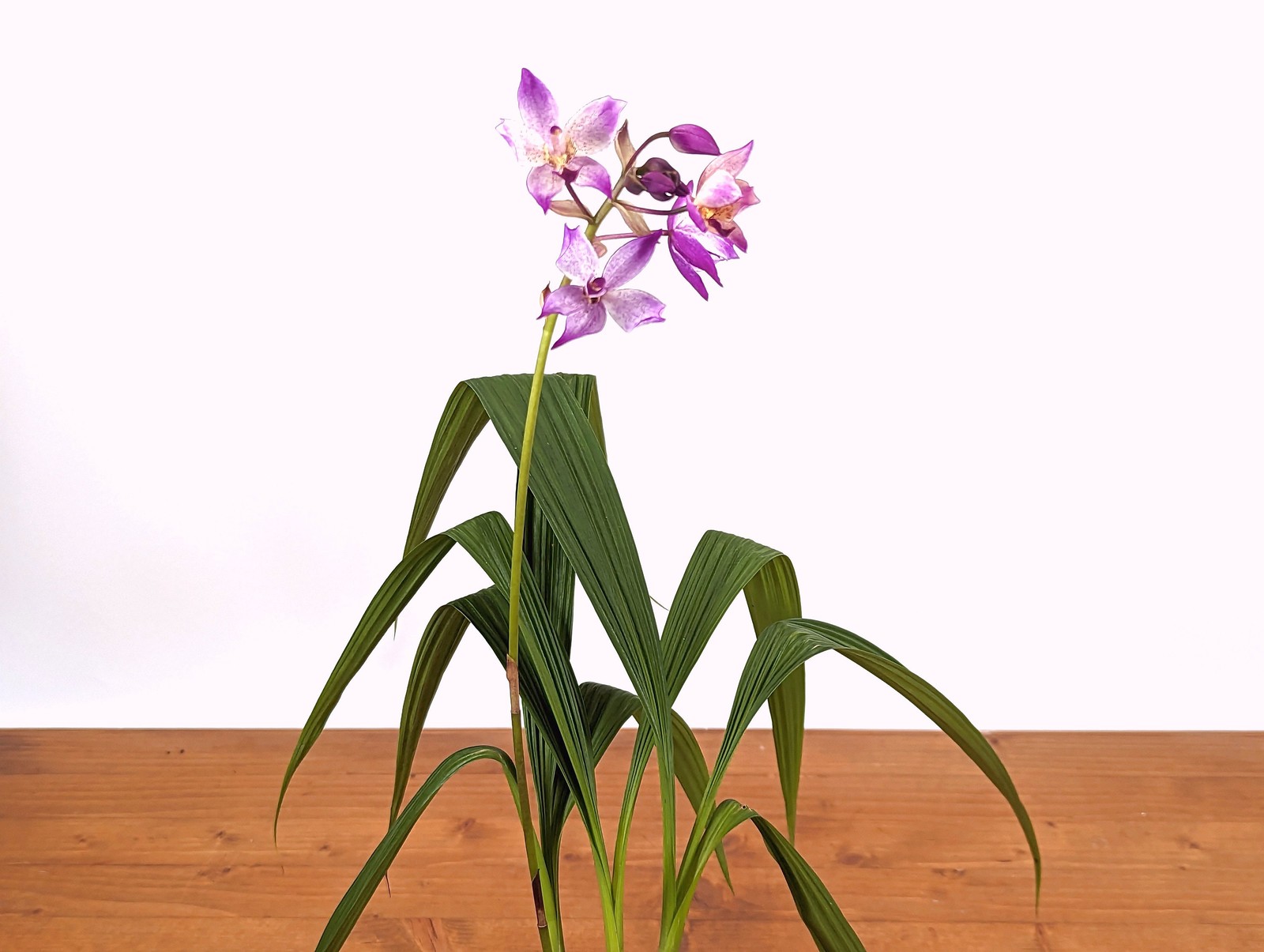 Spathoglottis Far Out Freckles Ground Orchid – USA Seller – 4 Inch Pot