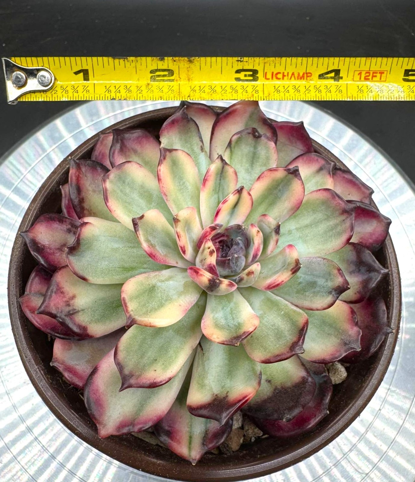 Imported succulent live plant rare Echeveria Blue Fairy var-New variety #63
