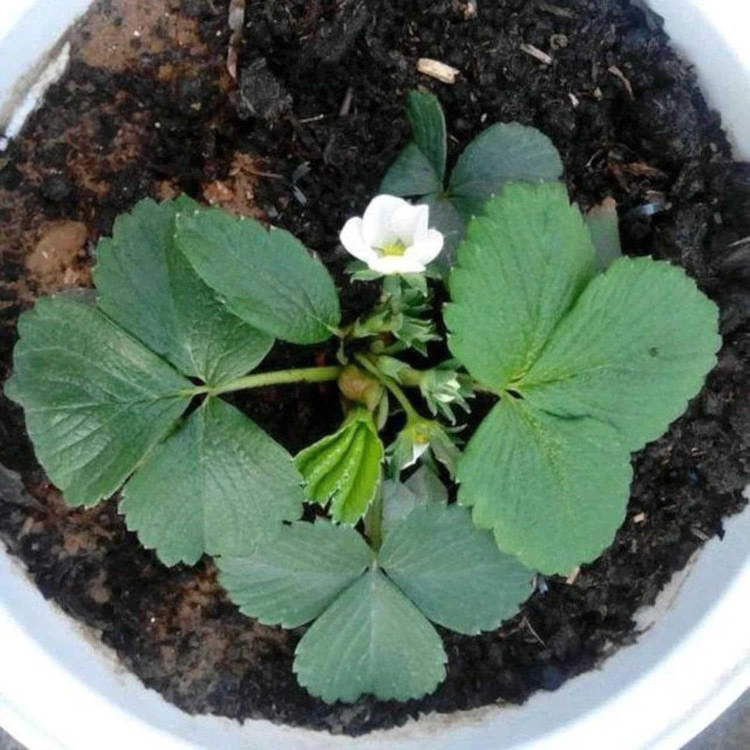 Perennial White Strawberry Seeds – 200 Non-GMO, Thrives in Varied Climates